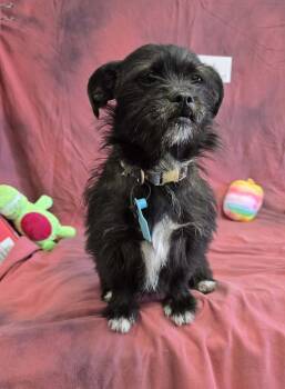 Terrier Dogs Available for Adoption - Gala | PetCurious