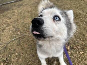 Baku -  Siberian Husky Dog for Adoption in Tom Bean, Texas - Baku | PetCurious