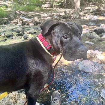 Brandy* -  Pit Bull Terrier Dog for Adoption in San Gabriel, California - Brandy* | PetCurious
