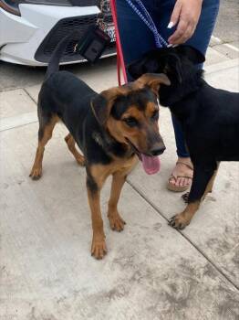 Rescue German Shepherd Dog and Mixed Breed Dogs for Adoption in Stockton, California - MAYOR | PetCurious