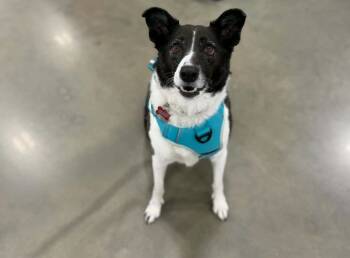JJ -  Border Collie and Mixed Breed Dog for Adoption in Dysart, Iowa - JJ | PetCurious
