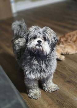 Patsy Tzu -  Shih Tzu Dog for Adoption in Aurora, Indiana - Patsy Tzu | PetCurious