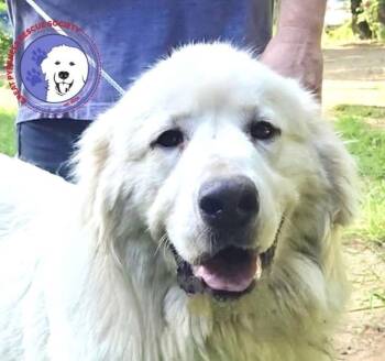 Rescue Great Pyrenees Dogs for Adoption in Spring, Texas - Celeste | PetCurious