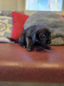 Poodle and Mixed Breed Dogs Available for Adoption in Osgood, Indiana - Flower Doos : Molly (Tulip) | PetCurious