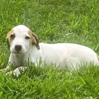 Luca -  American Staffordshire Terrier and Hound Dog for Adoption in Colonial Heights, Virginia - Luca | PetCurious