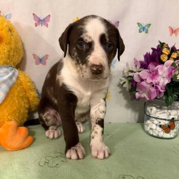 Catahoula Leopard Dog Dogs Available for Adoption - Dolly | PetCurious