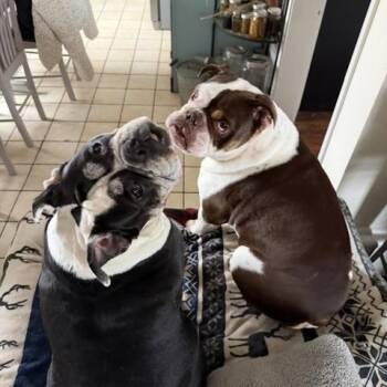 Priscilla & Elvis - adopt together as a bonded pair -  English Bulldog Dog for Adoption in Jarrettsville, Maryland - Priscilla & Elvis - Adopt Together As A Bonded Pair | PetCurious
