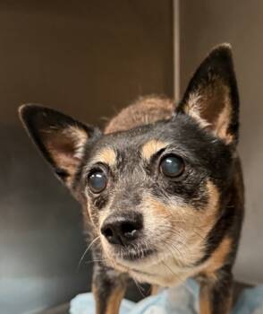 Rescue Chihuahua and Mixed Breed Dogs for Adoption in Spartanburg, South Carolina - Bebe | PetCurious
