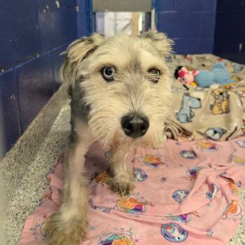 CT Easton -  Norfolk Terrier and Cairn Terrier Dog for Adoption in Eastford, Connecticut - CT Easton | PetCurious
