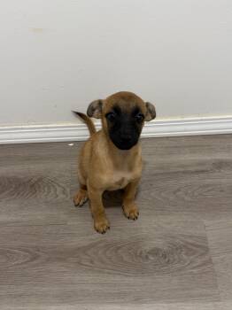 Geraldine -  Shiba Inu and Chiweenie Dog for Adoption in San Diego, California - Geraldine | PetCurious