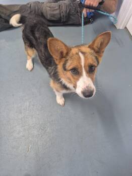 Fred -  Corgi Dog for Adoption in Linton, Indiana - Fred | PetCurious