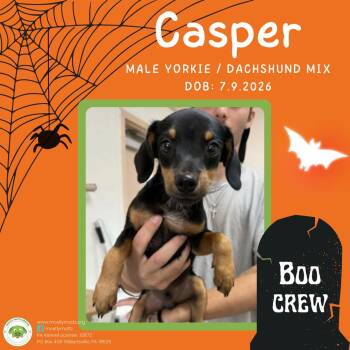 Casper -  Yorkshire Terrier and Dachshund Dog for Adoption in Pottstown, Pennsylvania - Casper | PetCurious
