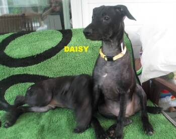 Daisy -  Pit Bull Terrier and Miniature Pinscher Dog for Adoption in Rochester, New York - Daisy | PetCurious