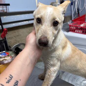 Cattle Dog and German Shepherd Dog Dogs Available for Adoption - Miko | PetCurious