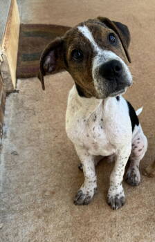Rescue Hound Dogs for Adoption in Greenville, South Carolina - Gully | PetCurious