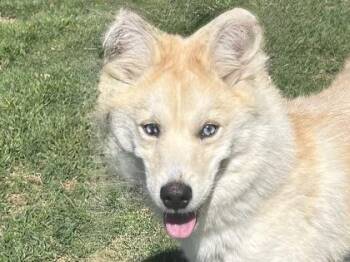 Mixed Breed Dogs Available for Adoption - Archie | PetCurious