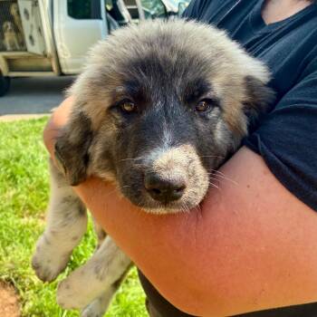 Maggs -  Great Pyrenees Dog Available for Adoption in Chattanooga, Tennessee - Maggs | PetCurious