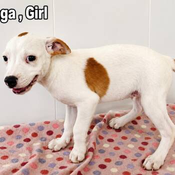 Reinga -  Pit Bull Terrier and Labrador Retriever Dog for Adoption in Carmel Hamlet, New York - Reinga | PetCurious