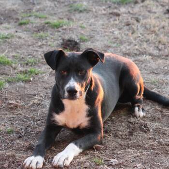 Border Collie and Hound Dogs Available for Adoption in Pottsboro, Texas - Hercules | PetCurious