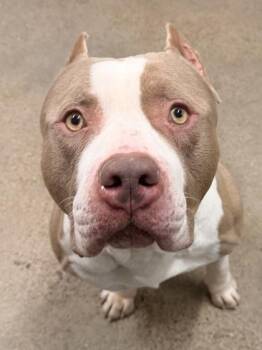 Pit Bull Terrier Dogs Available for Adoption - Mr. Meat Cheeks | PetCurious
