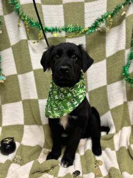 Border Collie and Labrador Retriever Dogs Available for Adoption - Brantley | PetCurious