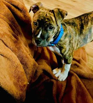Talula -  Mixed Breed Dog for Adoption in Taycheedah, Wisconsin - Talula | PetCurious