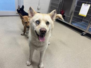 INDY -  Siberian Husky and Mixed Breed Dog for Adoption in Grand Prairie, Texas - INDY | PetCurious