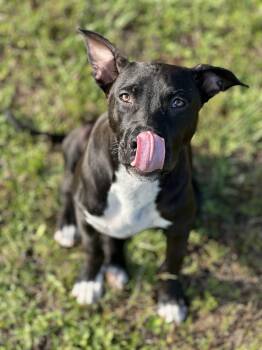 American Bully Dogs Available for Adoption in Mobile, Alabama - Courtesy - Slick | PetCurious