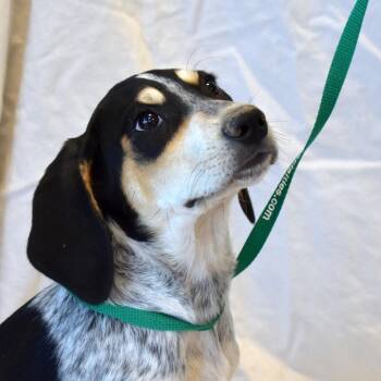 Britta (26-4A-2) -  Bluetick Coonhound and Mixed Breed Dog for Adoption in Rifle, Colorado - Britta (26-4A-2) | PetCurious