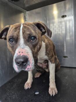 American Staffordshire Terrier Dogs Available for Adoption in San Antonio, Texas - HARLEM CAKES | PetCurious