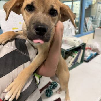4375E -  Mixed Breed Dog for Adoption - 4375E | PetCurious