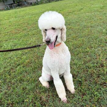 2155 Dax -  Standard Poodle Dog for Adoption in Springfield, Missouri - 2155 Dax | PetCurious