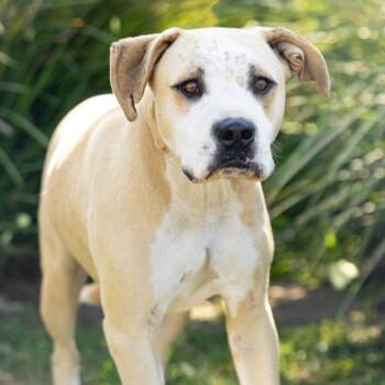 SCOOCH -  Pit Bull Terrier Dog for Adoption in Camarillo, California - SCOOCH | PetCurious