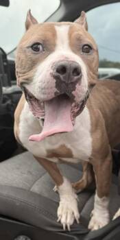 Pit Bull Terrier Dogs Available for Adoption in Balch Springs, Texas - Chanel | PetCurious