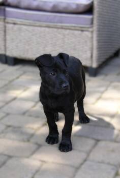 Black Labrador Retriever Dogs Available for Adoption in Monroe, North Carolina - Cage | PetCurious