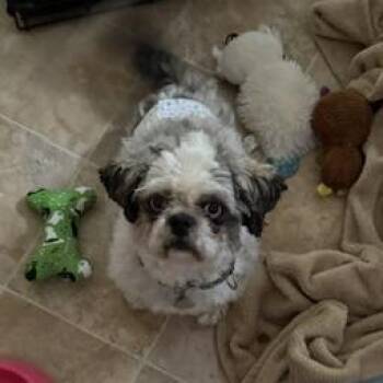 Bowie -  Shih Tzu Dog for Adoption in Sinking Spring, Pennsylvania - Bowie | PetCurious