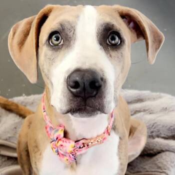 Pan Dulce -  Mixed Breed Dog for Adoption in Normal, Illinois - Pan Dulce | PetCurious