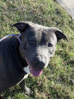 Mixed Breed Dogs Available for Adoption - RANGO | PetCurious