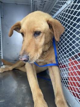 Abe - AT RISK SENIOR NEEDS FOREVER HOME -  Labrador Retriever Dog for Adoption in Thousand Oaks, California - Abe - AT RISK SENIOR NEEDS FOREVER HOME | PetCurious