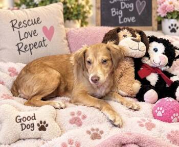 Honey -  Golden Retriever Dog for Adoption in Cedartown, Georgia - Honey | PetCurious