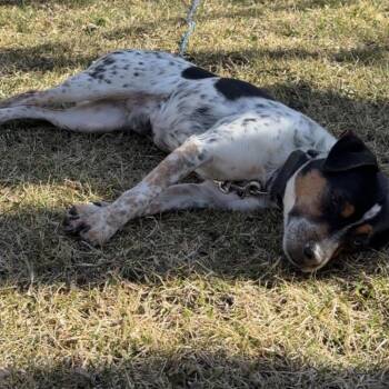Rat Terrier Dogs Available for Adoption in Mankato, Minnesota - Rowdy | PetCurious