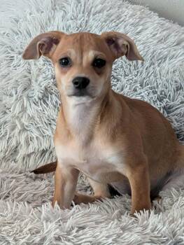 Esther -  Chihuahua Dog for Adoption in Winter Garden, Florida - Esther | PetCurious