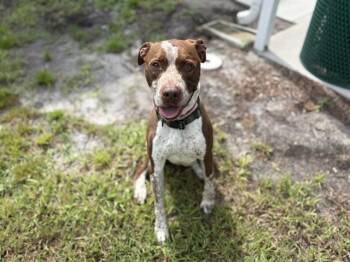 SKITTLES -  Pit Bull Terrier and Pointer Dog for Adoption in St. Cloud, Florida - SKITTLES | PetCurious