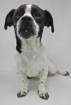 Rescue Chiweenie Dogs for Adoption in New York, New York - Bonaroo Buzz *Foster Needed* | PetCurious