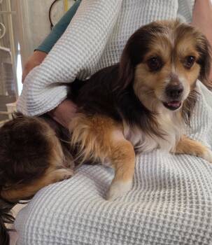 Pomeranian and Shetland Sheepdog Sheltie Dogs Available for Adoption in Mentone, California - Bear | PetCurious