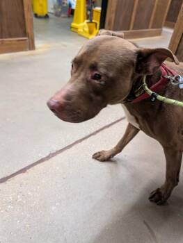 Deogee -  Mixed Breed Dog for Adoption in Douglasville, Georgia - Deogee | PetCurious