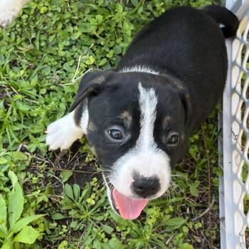 Mixed Breed Dogs Available for Adoption - Bing | PetCurious