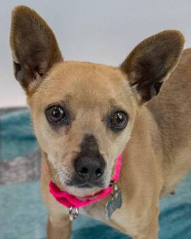 Chihuahua Dogs Available for Adoption in Kennesaw, Georgia - Wynnie | PetCurious