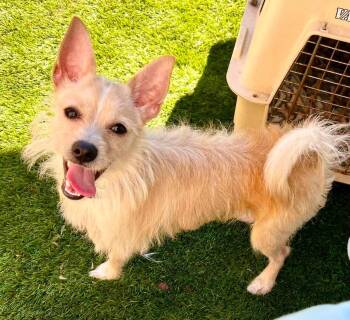 Ace -  Terrier Dog for Adoption in Roseville, California - Ace | PetCurious
