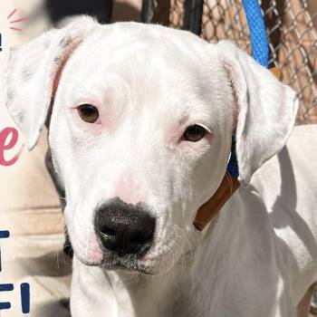 Winnie -  Pit Bull Terrier Dog for Adoption in Jackson Township, New Jersey - Winnie | PetCurious